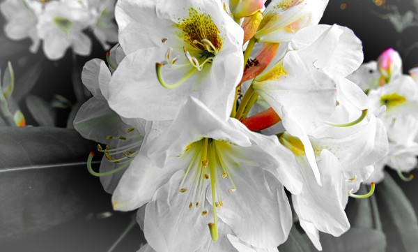 White Flower  Print