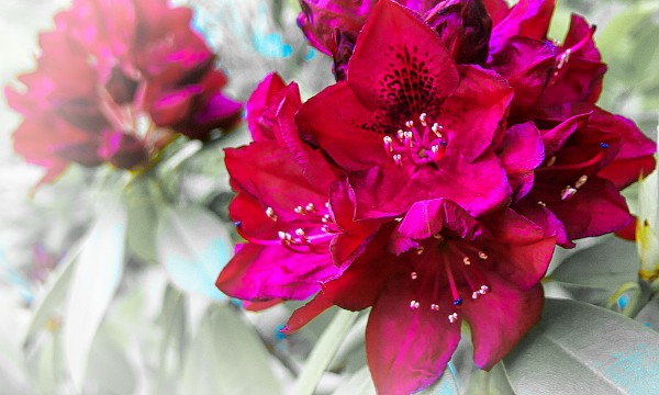 Red Flower 2 Print