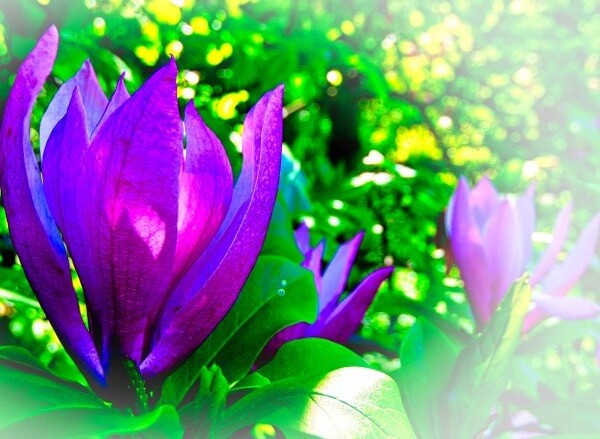 Spring Radiance Print