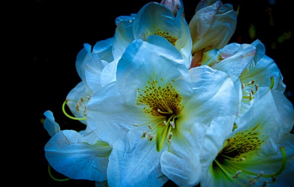 White Flower 3 Print