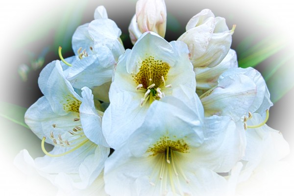 White Flower 1 Print