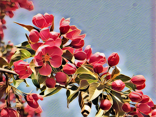 Malus Flower 1 Print