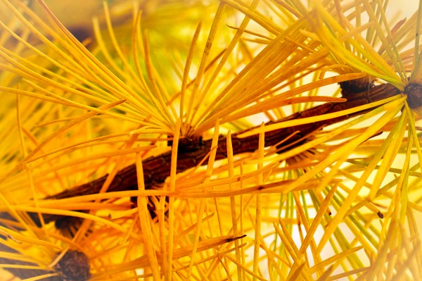 Golden Needles by Flodor