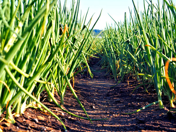 Onion Avenue Print