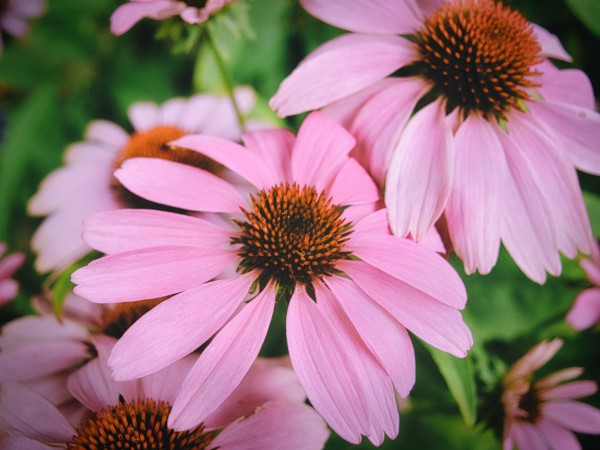 Echinacea Print