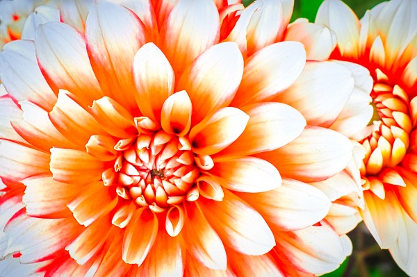 Flower5 Print