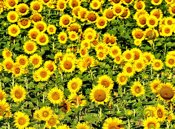 Sunflower Field Print