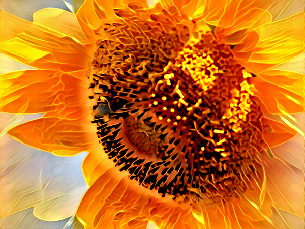 Orange Sunflower  Print