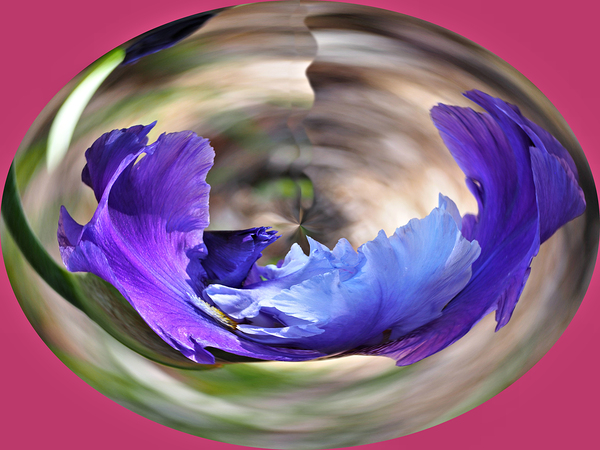 Iris in a crystal bowl Print