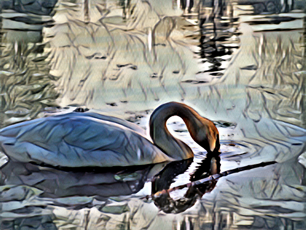 Swan on lake in the morning Print