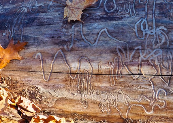 Message on the Tree Print