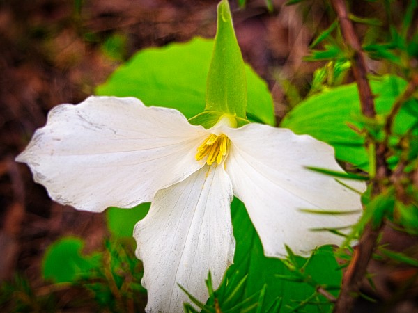 Trillium 1 Print