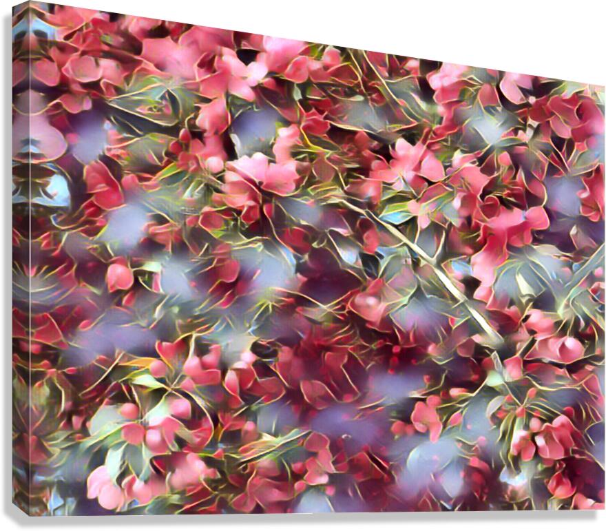 Malus Flowers Canvas Print