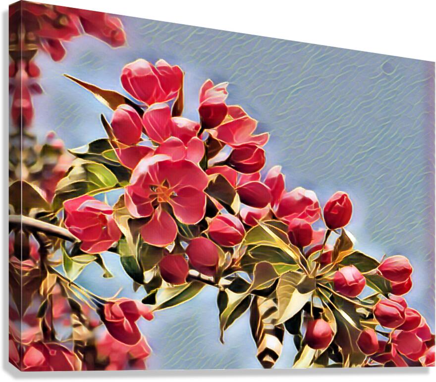 Malus Flower 1 Canvas Print