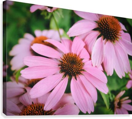 Echinacea Canvas Print