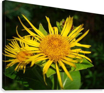 yellow Canvas Print