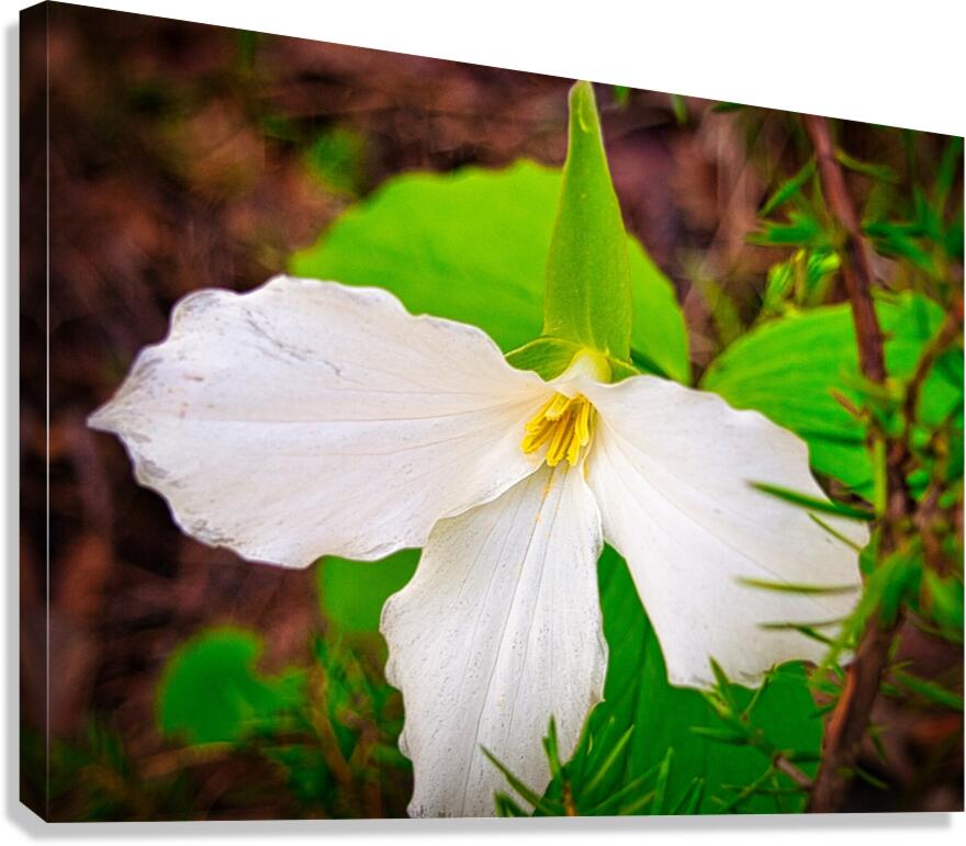 Trillium 1 Canvas Print