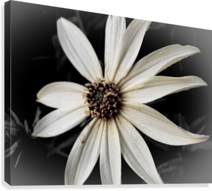 Flower BW Canvas Print