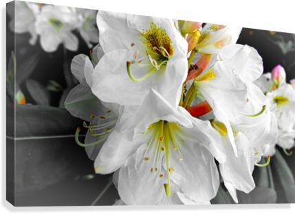 White Flower  Canvas Print
