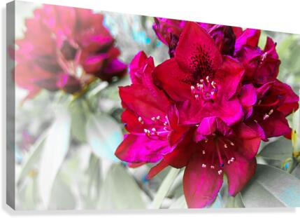 Red Flower 2 Canvas Print