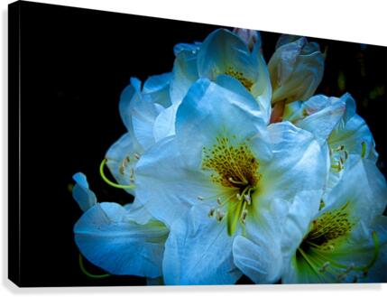 White Flower 3 Canvas Print