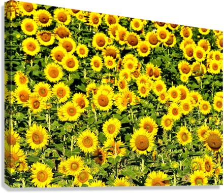 Sunflower Field Canvas Print