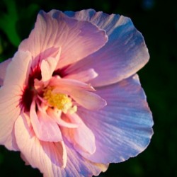 Rose of Sharon
