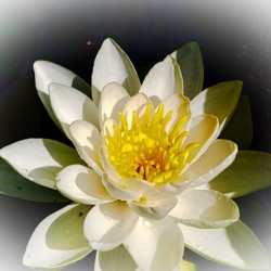 Water Lily