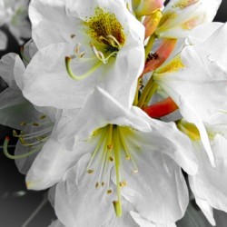 White Flower 
