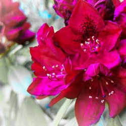 Red Flower 2