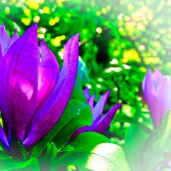 Spring Radiance
