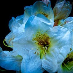 White Flower 3