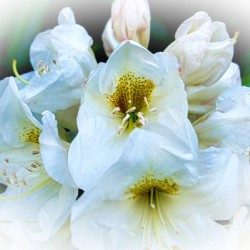 White Flower 1
