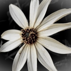 Flower BW