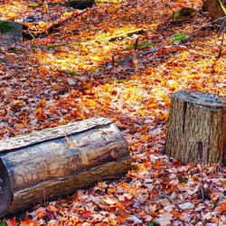 In the Forest