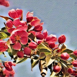Malus Flower 1