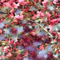 Malus Flowers