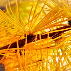 Golden Needles