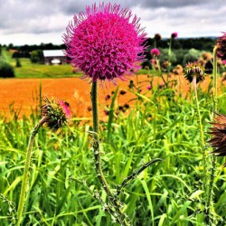 Country Life