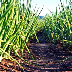 Onion Avenue