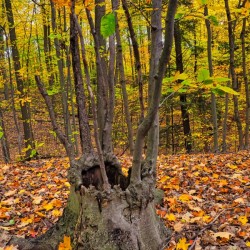 The Crown of the Trees