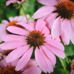 Echinacea