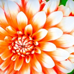 Flower5