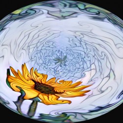 Sunflower in the egg
