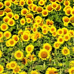 Sunflower Field