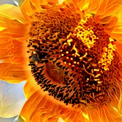Orange Sunflower 