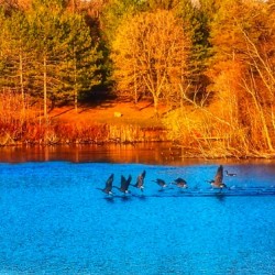 Geese on the Lake