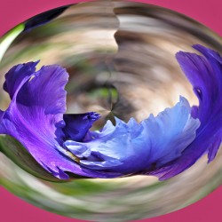 Iris in a crystal bowl