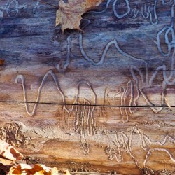 Message on the Tree
