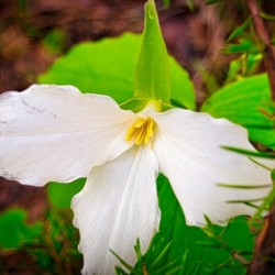 Trillium 1